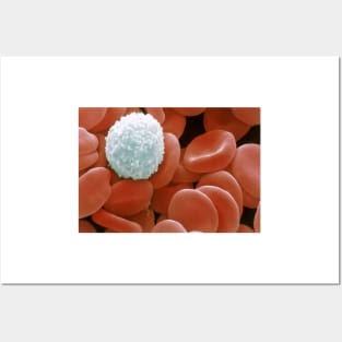 Colour SEM of red & white blood cells (P242/0218) Posters and Art